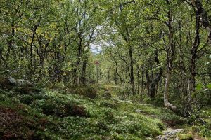 Home Serene wandelroutes in Haarlem door duinen en bossen met uitzicht op natuur en landschap